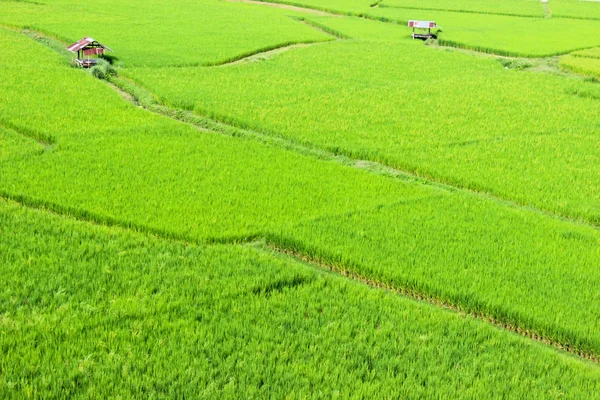 Verde natural do campo de Paddy com pequena cabana — Fotografia de Stock