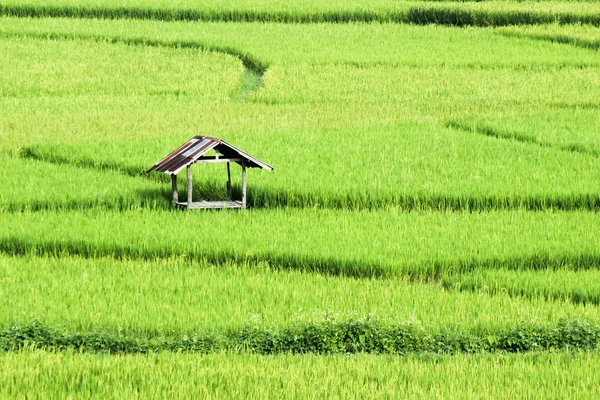 Naturalny zielony pola ryżowego z małych Hut — Zdjęcie stockowe
