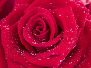 2 closeup kırmızı gül çiçek ile su çiy damlaları