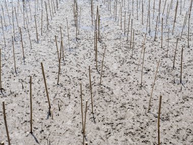 Bambu mangrov orman 1 için