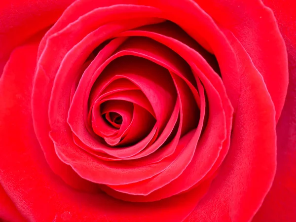 Gros plan rose rouge fleur 2 — Photo