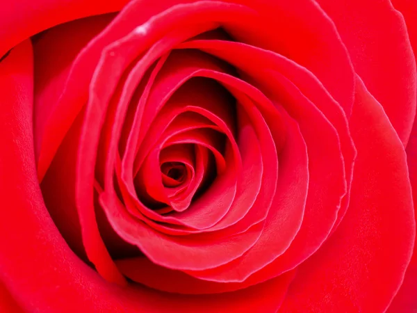 Vértes vörös rózsa 1 — Stock Fotó