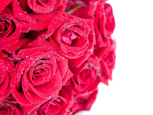 Closeup rode roos met dauw waterdruppels op geïsoleerde 2 — Stockfoto