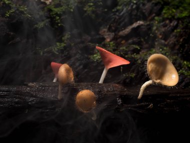 1 ormandaki şampanya mantar