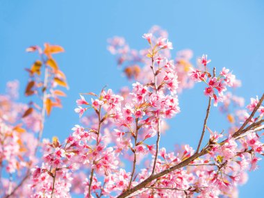 Vahşi Himalaya kiraz çiçek, pembe Cherry blossom 12