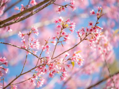 Vahşi Himalaya kiraz çiçek, pembe Cherry blossom 8