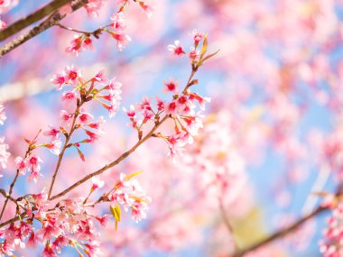 Vahşi Himalaya kiraz çiçek, pembe Cherry blossom 3