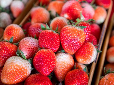 Taze çilek 2 closeup