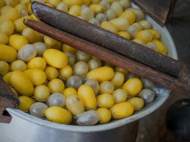 İpekböceği koza 2 tencerede kaynar