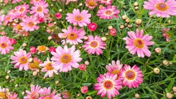 Group of pink flowers 1 — Stock Photo, Image