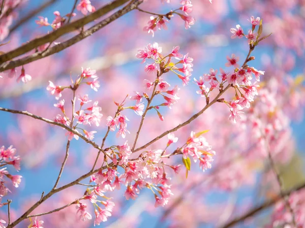 Vahşi Himalaya kiraz çiçek, pembe Cherry blossom 8