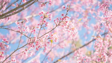 Vahşi Himalaya kiraz çiçek, pembe Cherry blossom 17