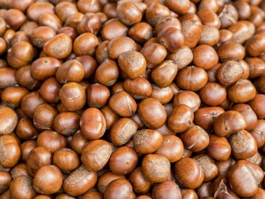 Kestane 1 closeup grup