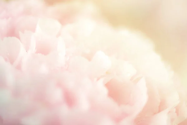 Beautiful flower background / wallpaper made with color filters — Stock Photo, Image