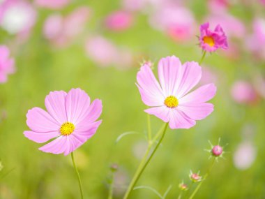 Pembe cosmos 1 yeşil görüntü arka plan ile çiçek