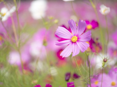 Pembe cosmos çiçek ile bulanıklık arka plan 1
