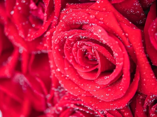 Közelkép a vörös rózsa a víz harmat csepp 5 — Stock Fotó