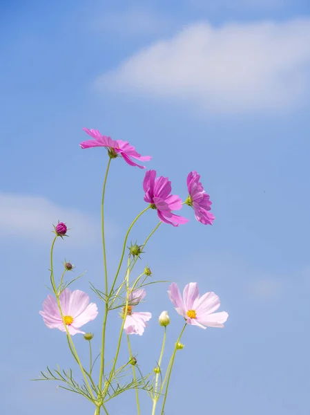 Fleur cosmos rose sous le ciel bleu 3 — Photo