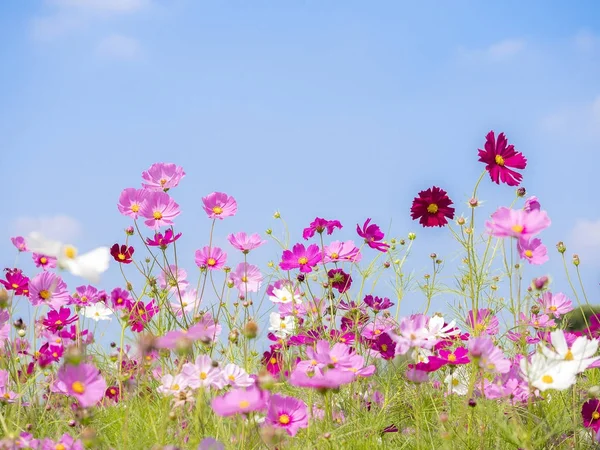 Pembe cosmos çiçek mavi gökyüzü 2 altında