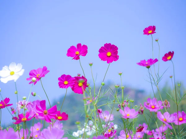 Fleur cosmos rose et violet avec fond flou et ciel bleu — Photo