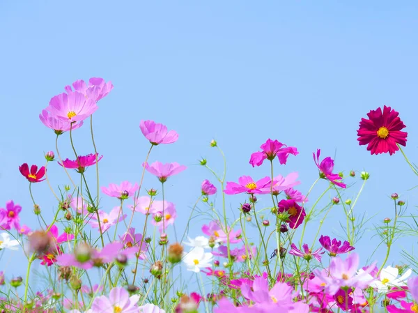 Fleur cosmos rose et violet avec fond flou et ciel bleu — Photo