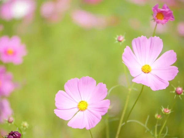 Flor cosmos rosa con fondo borroso verde 6 — Foto de Stock