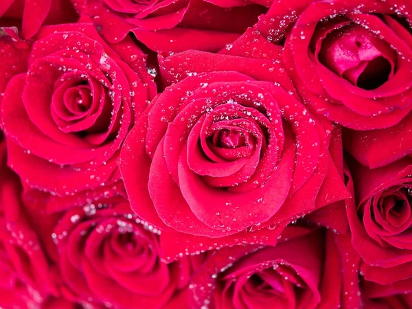 Closeup red rose with water dew drops 4 Stock Image