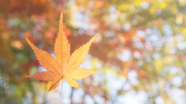 Akçaağaç yaprağı üzerinde bokeh arka plan 1