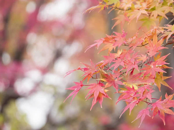 Maple leaf, őszi levelek 2 — Stock Fotó