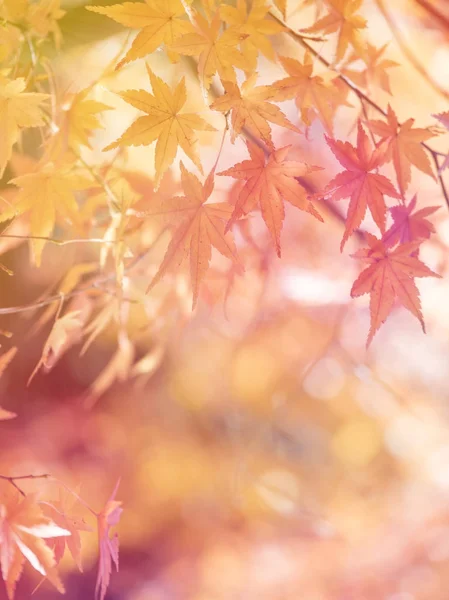Folha de bordo, folhas de outono 1 — Fotografia de Stock