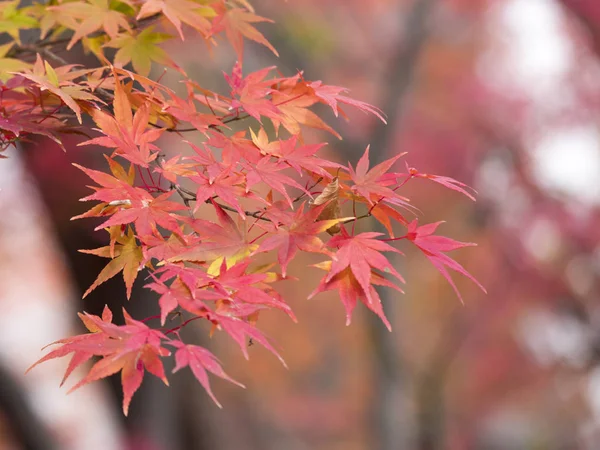 Hoja de arce, hojas de otoño 3 —  Fotos de Stock