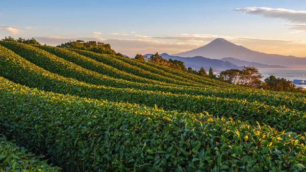 Lever de soleil sur la montagne Fuji et le champ de thé vert 1 Photos De Stock Libres De Droits