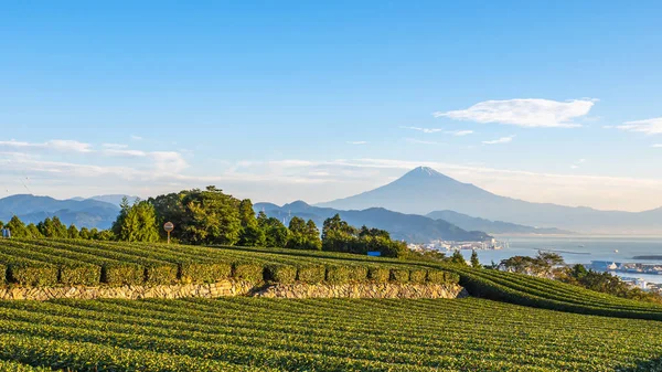 Green tea plantation with backgound of Fuji mountain 2 — Stok fotoğraf