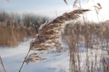  Kamış communis. Kış