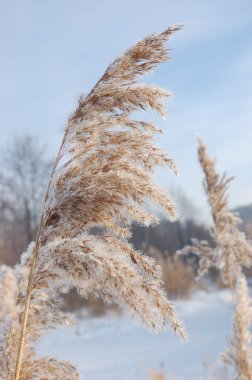 Kamış communis. Kış