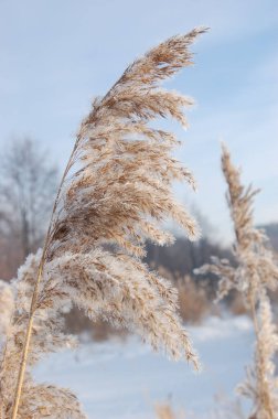 Kamış communis. Kış