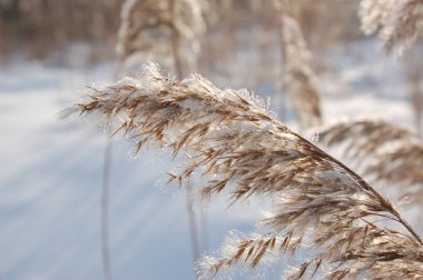 Kamış communis. Kış
