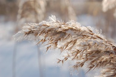 Kamış communis. Kış