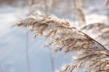 Kamış communis. Kış