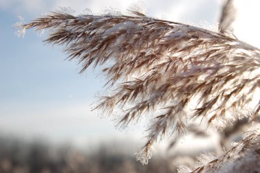 Kamış communis. Kış