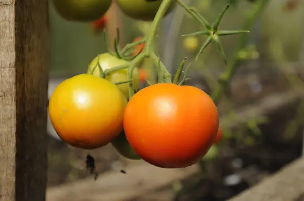 온실에서 분기에 성장 하는 큰 빨간 토마토의 무리 — 스톡 사진