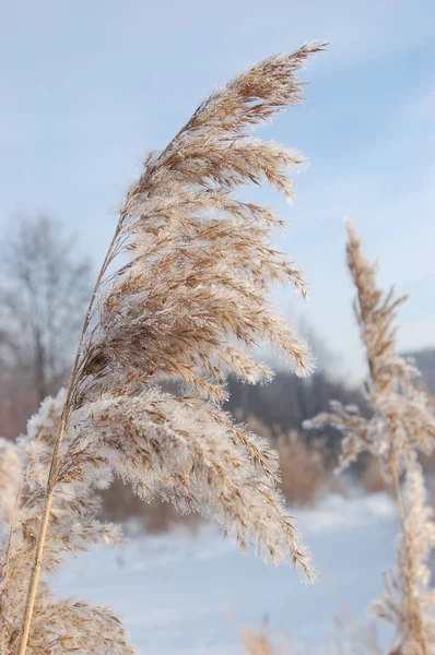 Kamış communis. Kış