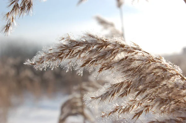 Kamış communis. Kış