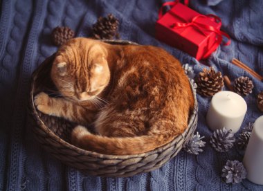 Noel sepet içinde zencefil kedi 