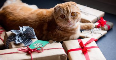 Zencefil kedi ve Noel hediyeleri 