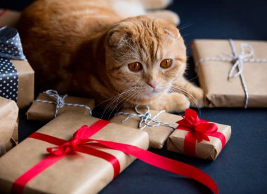 Zencefil kedi ve Noel hediyeleri 