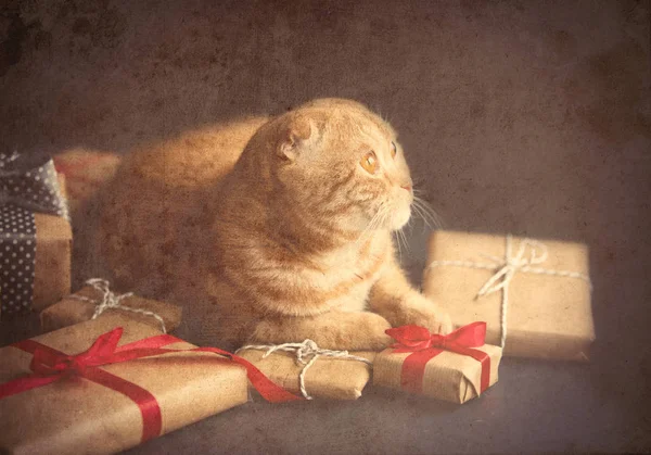 진저 고양이 크리스마스 선물 — 스톡 사진