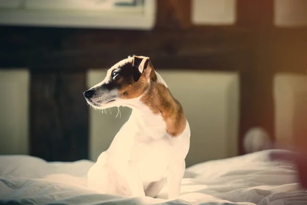 Ung hund i seng - Stock-foto