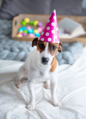jack Russel terrier doğum günü şapkalı 