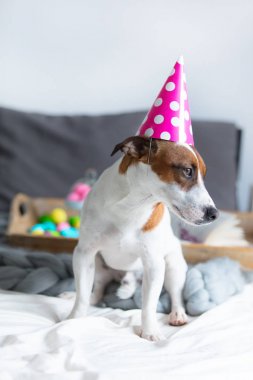 jack Russel terrier doğum günü şapkalı 